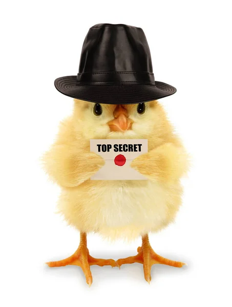 Cute Cool Chick Spy Top Secret Envelope Funny Conceptual Image — Stock Photo, Image