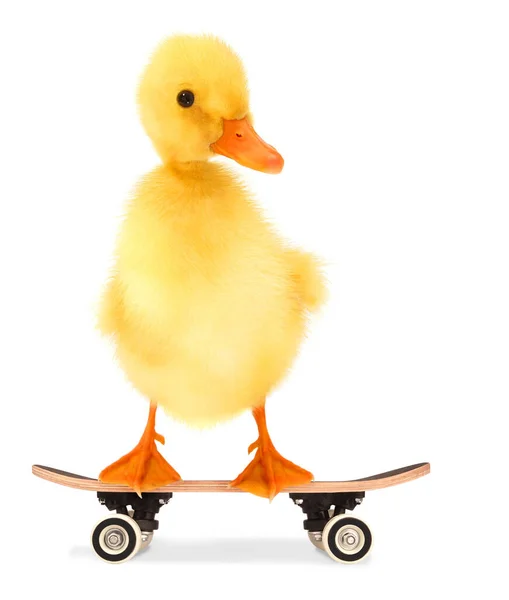 Χαριτωμένο Δροσερό Παπάκι Skateboard Αστεία Εννοιολογική Εικόνα — Φωτογραφία Αρχείου