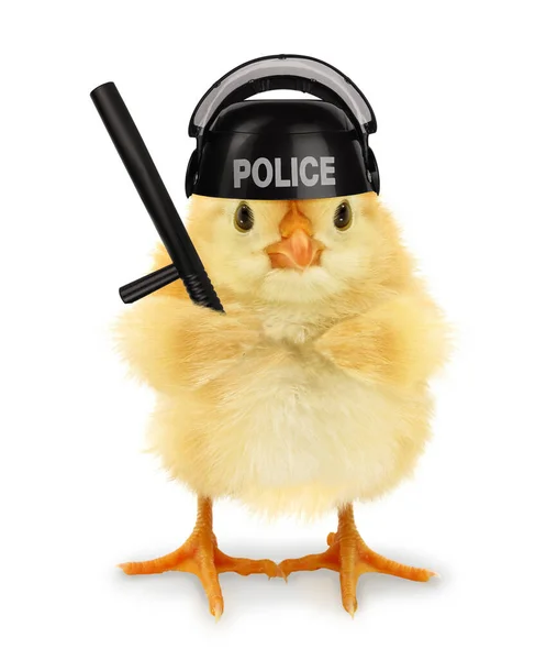Mignon Cool Poussin Flic Policier Avec Police Baton Drôle Image — Photo
