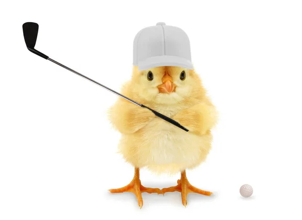 Şirin piliç golfçü golf sopası, komik kavramsal imaj.                                