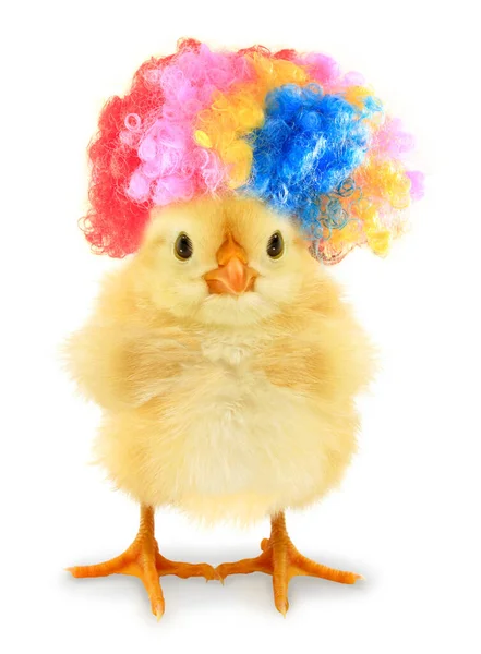 这是一个疯狂的小鸡与更疯狂的小丑帽 — 图库照片