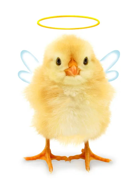 Este Anjo Bonito Pintainho Legal Com Auréola Halo Asas Imagem — Fotografia de Stock