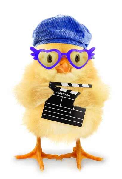 可爱酷小鸡电影导演隔离在白色有趣的概念图像 — 图库照片