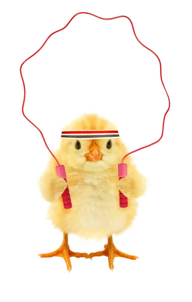 Симпатичный Крутой Цыпленок Занимается Фитнесом Прыжком Забавным Концептуальным Изображением — стоковое фото