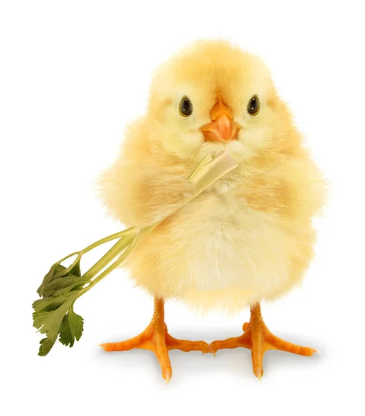 漂亮酷的小鸡吃芹菜健康食品素食健康素食有趣的概念形象 — 图库照片