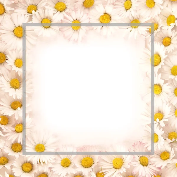 Szép Tavasz Virágos Virágos Szöveg Keret Százszorszép Virágok Szürke Négyzet — Stock Fotó