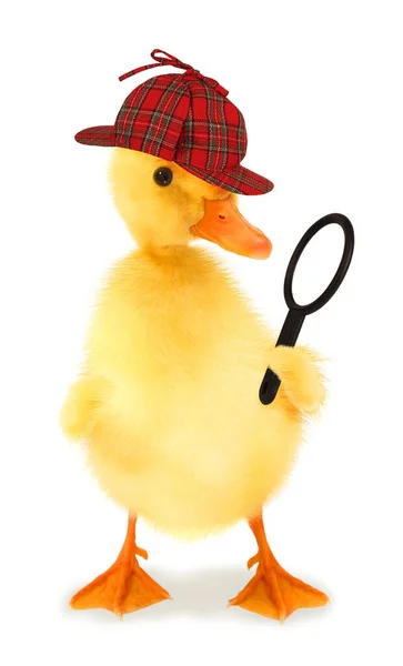 Duckling Detective Eend Kijkt Door Vergrootglas Lens Conceptuele Foto — Stockfoto