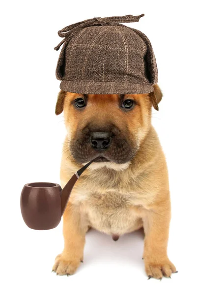 Beyaz arka planda izole edilmiş piposu olan sevimli köpek yavrusu dedektifi.                                