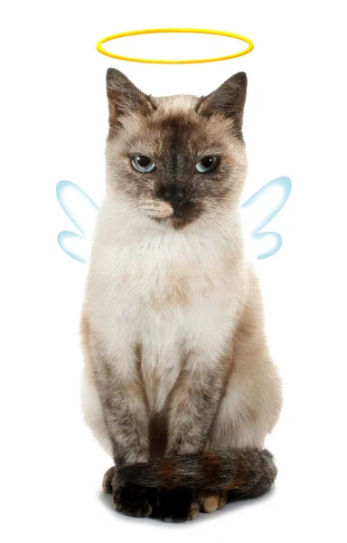 Cute Grumpy Gato Anjo Com Auréola Halo Asas Engraçado Imagem — Fotografia de Stock