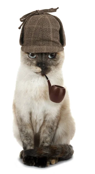 Huysuz Kedi Dedektifi Piposuyla Beyaz Arka Plan Kavramsal Fotoğrafında Izole — Stok fotoğraf