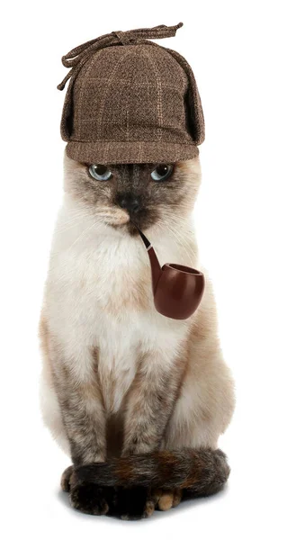 Huysuz kedi dedektifi piposuyla beyaz arka plan kavramsal fotoğrafında izole edilmiş. 