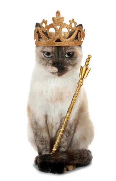 Котячий Король Або Принц Короною Скіпетром Ізольовані Білому Смішному Концептуальному — стокове фото