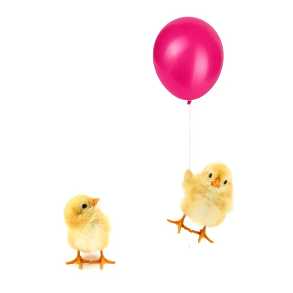 Twee Kuikens Een Zoek Andere Gekke Chick Vliegen Met Ballon — Stockfoto