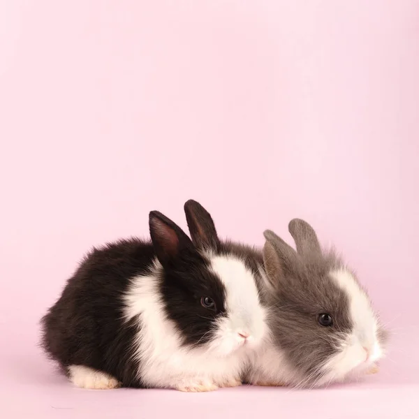 Här Två Vackra Kaniner Kanin Trendiga Rosa Bakgrund Fyrkantiga Foto — Stockfoto