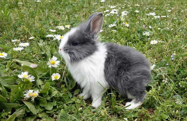 Grå Kanin Kanin Baby Stående Grönt Gräs — Stockfoto
