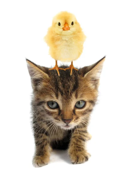 可爱的小鸡正站在可爱的小猫猫宝宝的头顶上 它们被白色的背景隔开了 — 图库照片