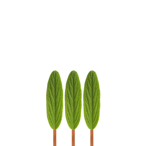 3本の木は3つの葉のグラフィックコンセプトで作られた抽象的なシンプルな画像 自然ミニマリズムの背景 白を基調としたモダンなデザイン — ストック写真