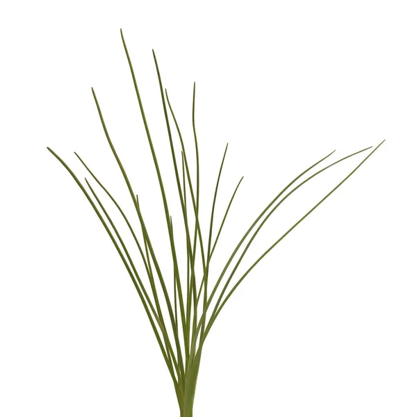 Chives Plant — Stock Photo, Image