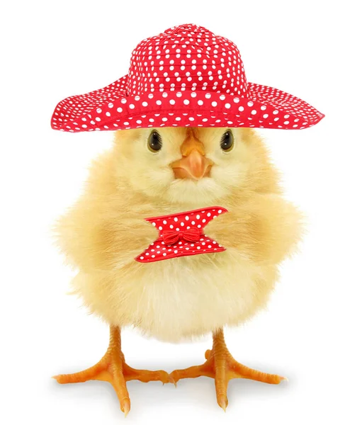 Cute Female Chick Red Polka Dot Hat Bag Funny Conceptual Royalty Free Stock Images