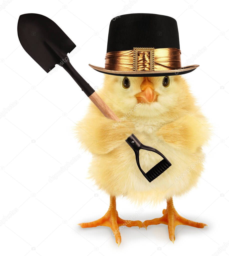    Cute cool duckling gravedigger or duck undertaker with spade funny conceptual image                             