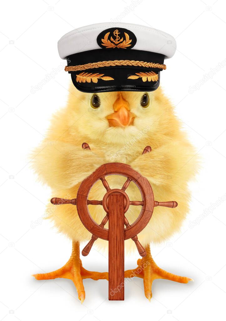 Cute cool duckling ship captain duck with wooden rudder wheel funny conceptual image                                