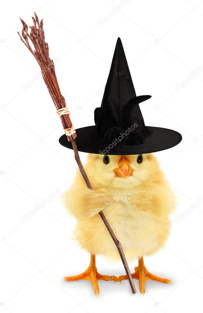 Cute cool duckling scary witch duck with broom funny conceptual image                                