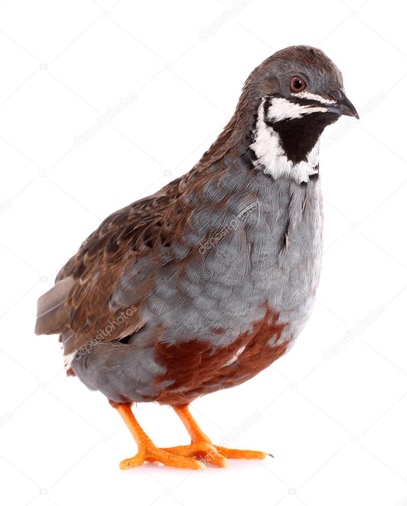 King quail isolated on white background
