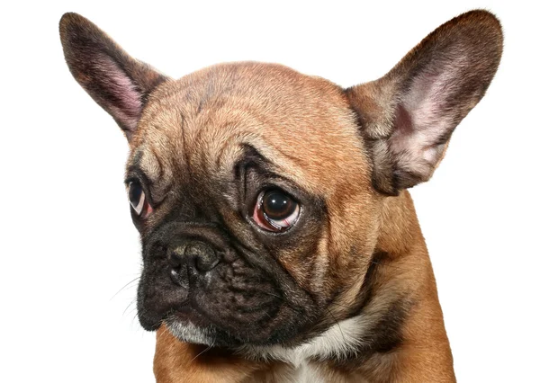 Sevimli küçük üzgün Fransız bulldog köpek yavrusu