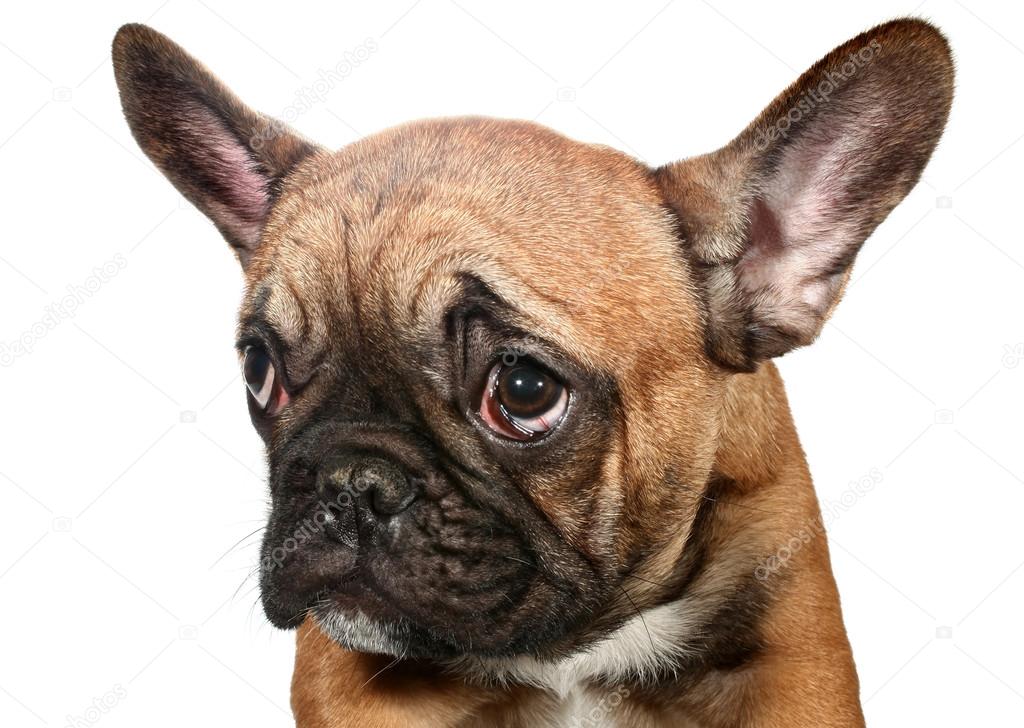 Cute little sad French bulldog puppy