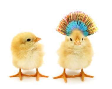 Two chicks one crazy clipart