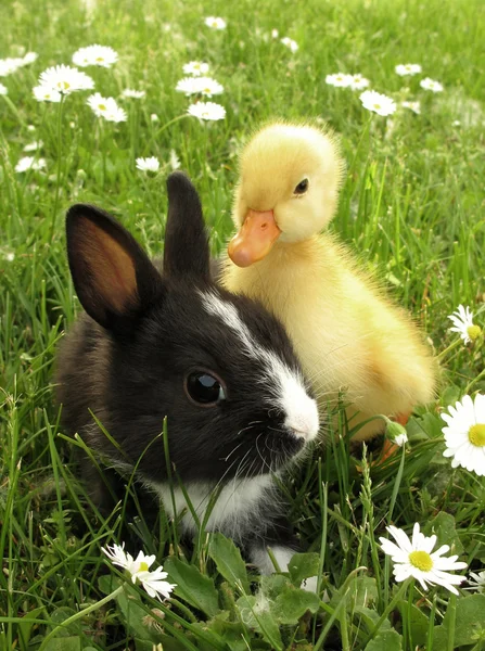 Kanin och chick är vänner — Stockfoto