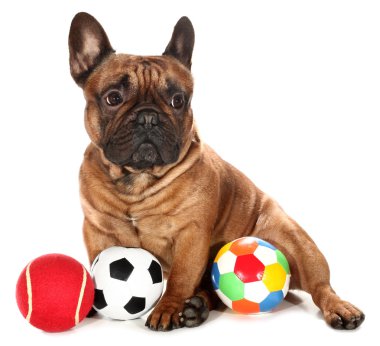 Oyuncaklı Fransız bulldog.