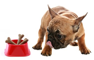 Sevimli Fransız buldog yavrusu