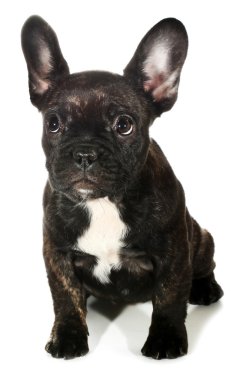 Siyah Fransız bulldog köpeği.