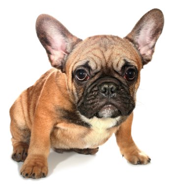 Fransız bulldog köpek yavrusu oturuyor