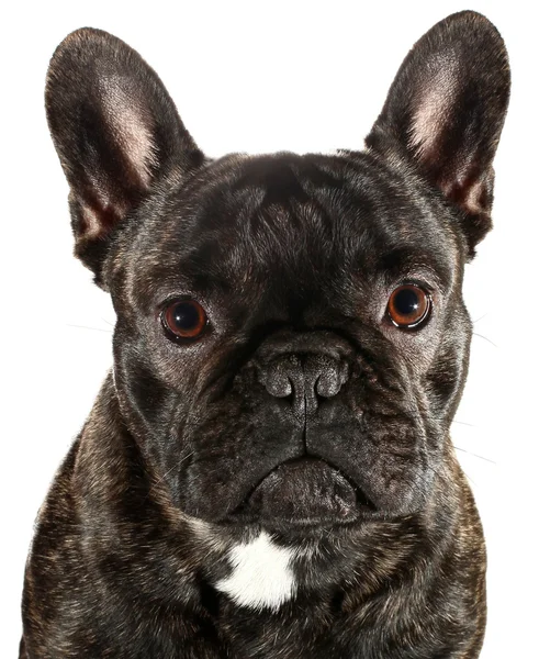 Lindo Liitle Bulldog Francés Cachorro —  Fotos de Stock