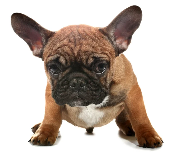 Triste Bulldog Francés Cachorro — Foto de Stock