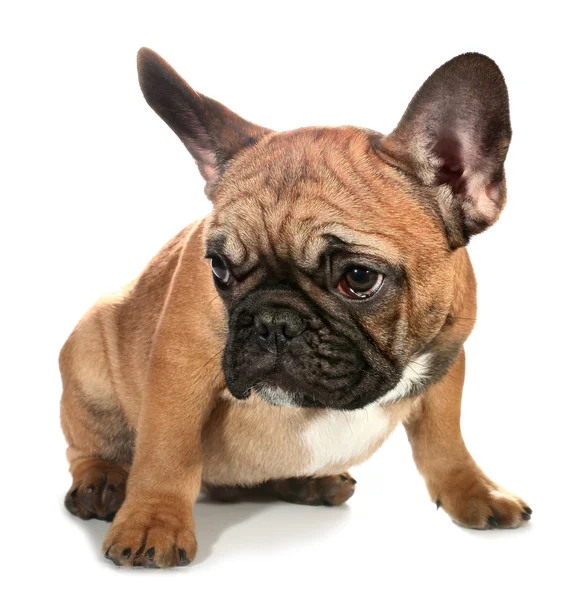Sad French Bulldog Puppy — Stok fotoğraf