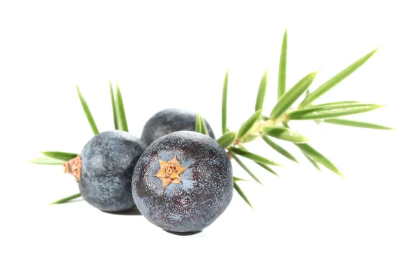 Üç lezzetli juniperus çilek