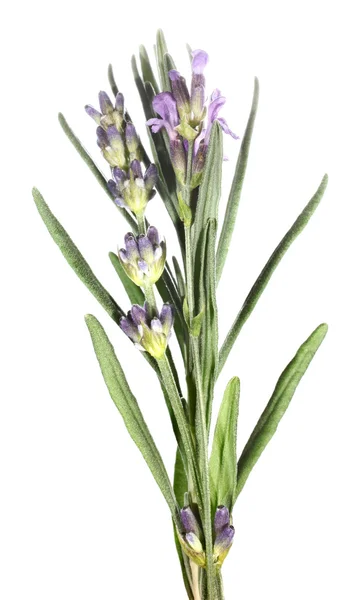 Lila Lavendel Auf Weißem Hintergrund — Stockfoto