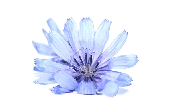 Chicorée cichorium intybus Blume — Stockfoto