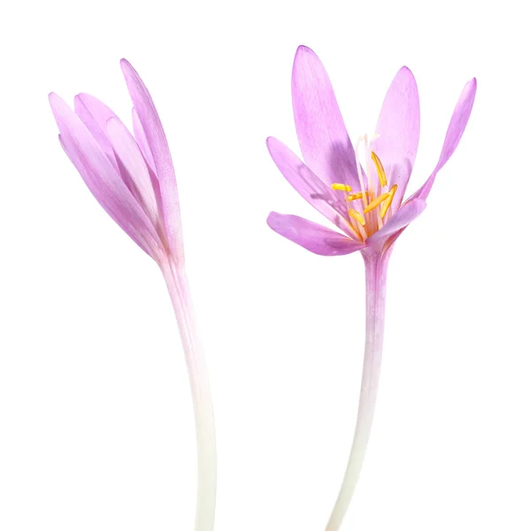 Autumn crocus bloom Colchicum autumnale flower — Stock Image Autumn crocus bloom Colchicum autumnale flower Royalty Free Stock Images