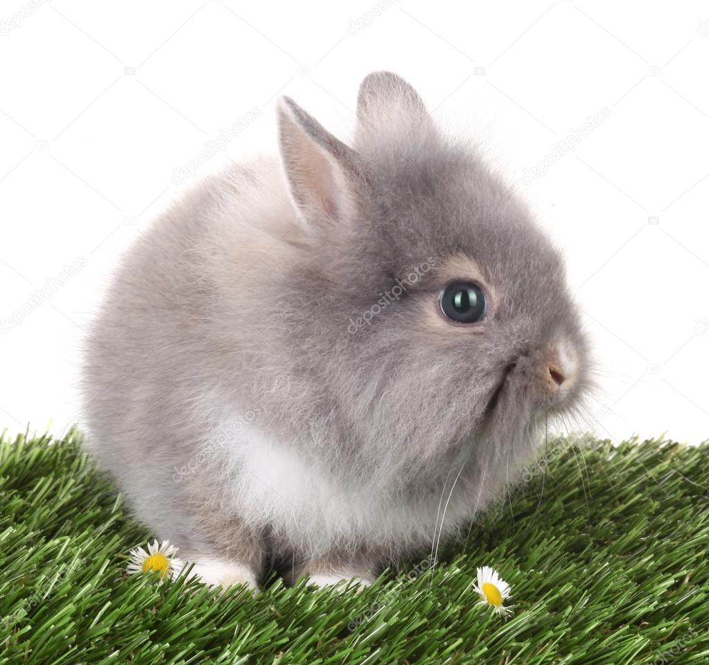 緑の草の牧草地でかわいいうさぎウサギ ストック写真 C Upetrovic Hotmail Com