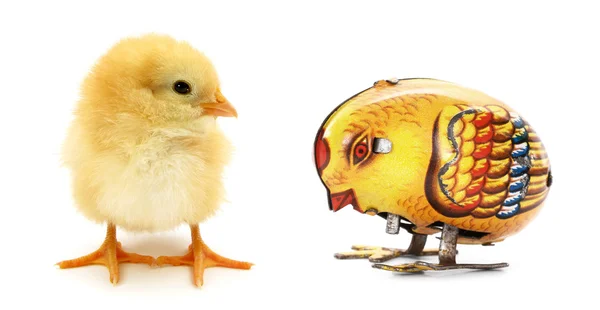 Two chicks one mechanical — Stock Photo, Image