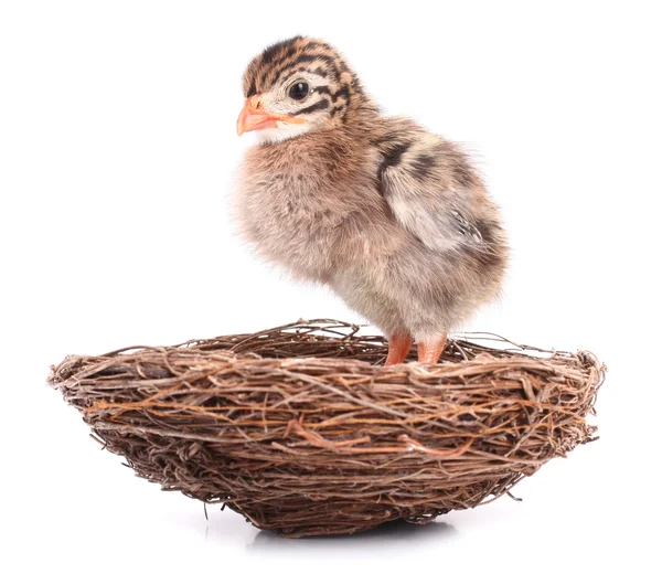 巣で七面鳥チキン — ストック写真