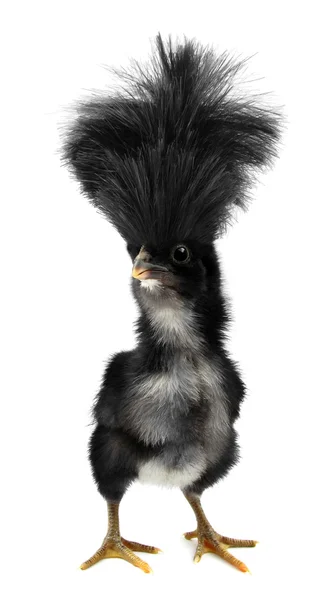 Szalony czarny laska z śmieszne włosy — Zdjęcie stockowe