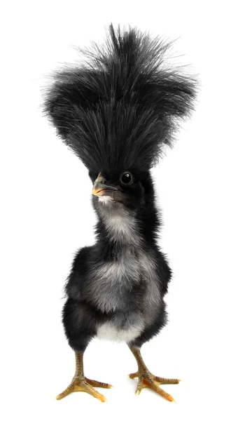 silkie chicken stuffed animal