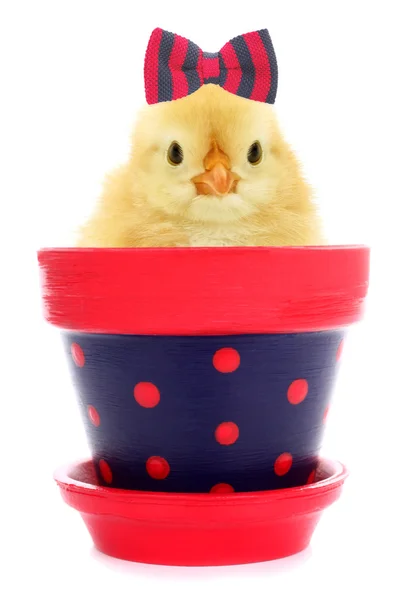 Κοτόπουλο Μωρό Γλάστρα — Φωτογραφία Αρχείου