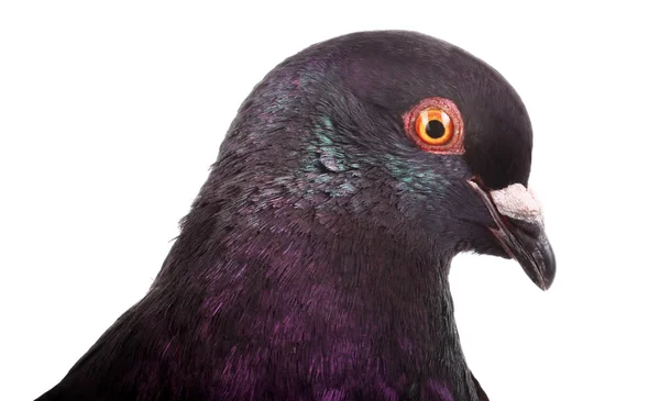 스러운 보라색 비둘기 초상화 — 스톡 사진