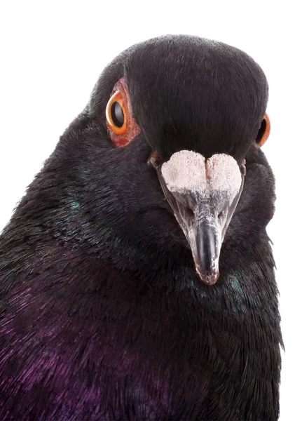 Portrait Vertical Pigeon Noir — Photo